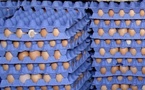 أسعار البيض تسجل تراجعا بأسواق المملكة