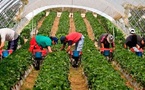 عاملات المغرب في هويلفا ينتزعن حق التنظيم النقابي: بداية كسر الصمت داخل الضيعات الإسبانية