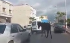 بالفيديو.. دابة سائبة تتجول بحرية وسط مدينة أزغنغان تثير إستياء المارة‎