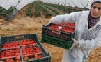 الحكومة تعترف أن عدد العاملات المغربيات في حقول الفراولة بإسبانيا بلغ 15 ألفا في أبريل 2025