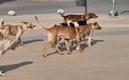 مرة أخرى.. القضاء يلزم جماعة بتعويض كبير لمواطن ضحية هجوم كلب ضال