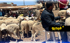 العروي.. أسعار الأضاحي تتراجع بشكل لافت قبل عيد الأضحى