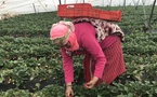 شكاية تفضح انتهاكات بحق عاملات مغربيات في حقول الفراولة بإسبانيا