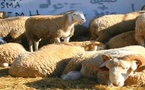 رغم قرار المنع.. محاولة سرية لذبح الأضاحي في مرآب بالدار البيضاء تنتهي بمداهمة