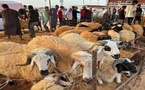 السلطات تبدأ في إغلاق أسواق الماشية في عدد من الأقاليم