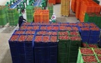 تفوق المنتجات المغربية في الأسواق الإسبانية يُشعل غضب الفلاحين