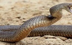 إقليم مغربي يسجل 89 لسعة عقرب و3 لدغات أفعى في 10 أيام