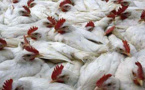 المغرب يعلن عن أول ظهور لإنفلونزا الطيور بالبلاد‎