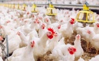 أسعار الدجاج تسجل ارتفاعا ملحوظا مع دخول موسم الاحتفالات