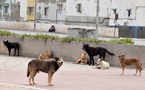 حكم قضائي يحمل الدولة ووزارة الداخلية مسؤولية قتل الكلاب الضالة ويقضي بتعويض رمزي للجمعيات