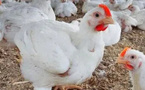 الدجاج لا يطير..لكن أثمنته تفعل