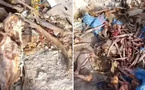 8 أشهر حبسا لناشر فيديو “جماجم الحمير” بواد أمليل بعد إدانته بتهم التشهير ونشر أخبار زائفة