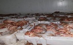 الناظور يسجل تراجعا في مفرغات القشريات رغم ارتفاع القيمة