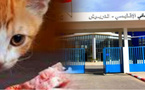 الدريوش..مزاح ثقيل يودي بمريض نفسي إلى المستشفى بعد تناوله طعام القطط