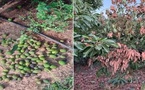 موجات الحر تضرب محصول الأفوكادو بالمغرب.. الخسائر قد تبلغ 50%