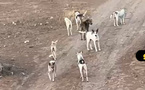 بعد فاجعة وفاة طفل بالعروي.. قطيع من الكلاب الضالة يرعب الأسر والأطفال أمام إعدادية سلوان الجديدة