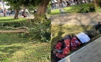 طنجة.. شجرة تتهاوى على شاب والوقاية المدنية تتدخل طنجة.. شجرة تتهاوى على شاب والوقاية المدنية تتدخل
