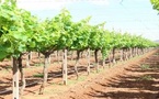 المغرب يستعد لإطلاق "الرؤية الزراعية 2050" لتعزيز الأمن الغذائي المغرب يستعد لإطلاق "الرؤية الزراعية 2050" لتعزيز الأمن الغذائي