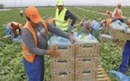 إسبانيا.. مطالب للحكومة برفع عدد العمال الموسميين المغاربة