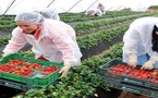 إسبانيا تطلب تعزيز اليد العاملة الموسمية من المغرب لضمان استقرار إنتاج الفواكه الحمراء