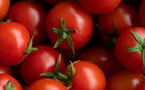 تحقيق فرنسي: طماطم مغربية تحتوي على مبيدات خطيرة