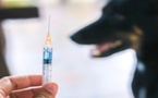 افتقار مستشفى العروي للقاح داء الكلب يضع حياة المواطنين في خطر
