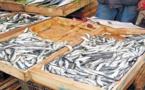 ارتفاع اسعار السردين بالريف بعد هجرة مراكب الصيد من ميناء الحسيمة الى طنجة‎