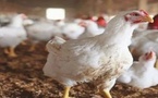 أزمة الدواجن: تكلفة إنتاج الكيلوغرام في المغرب تتجاوز 17 درهما.. بفارق 5 دراهم عن الدول الأخرى