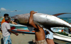 صيادون يخترقون الراحة البيولوجية للأسماك التونة بشواطئ إقليم الدريوش‎
