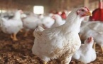 انخفاض أسعار الدجاج.. المغاربة يتنفسون الصعداء بعد أسابيع من الغلاء