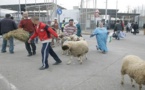 منع الأكباش المغربية من الدخول إلى مليلية يثير صراعا سياسيا في إسبانيا