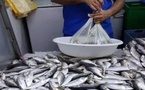 "السردين" للمغاربة أولا.. قرار حكومي بمنع التصدير لحماية "سمك الفقراء" من غلاء الأسواق 