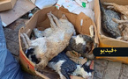 تسميم عشرات القطط قرب سوق “لعري الشيخ” بالناظور يثير استنكارا واسعا
