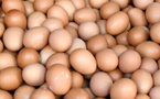 “أونسا” تحذر المغاربة من مخاطر استهلاك البيض قبيل رمضان