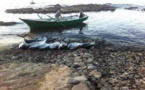 الدرك البحري يصادر كمية مهمة من سمك التون نواحي الدريوش‎