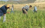 موسم المواجهات بالريف ينطلق بين مزارعي الكيف وهذا هو السبب‎