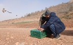 بما في ذلك إقليم الناظور.. إعادة إعمار المحميات بالجهة الشرقية عبر إطلاق الآلاف من طيور الحجل