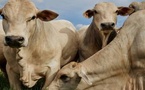 المغرب ضمن أكبر 5 مستوردين للأبقار البرازيلية وسط طفرة عالمية للمصدر اللاتيني