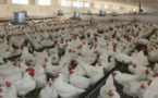 ارتفاع صاروخي في أسعار الدجاج بالمغرب يثير إستياء المواطنين‎