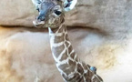 المغرب يشهد ولادة أول زرافة