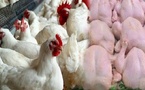 أيام قبل رمضان.. أسعار الدجاج تسجل ارتفاعا جديدا