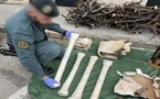 الحرس المدني الإسباني يحبط تهريب أجزاء حيوانات إفريقية نادرة على متن حافلة قادمة من المغرب