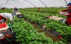عاملات مغربيات يرفعن دعوى قضائية ضد مزارع فراولة بإسبانيا
