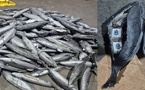 طنجة المتوسط.. إحباط تهريب أطنان من “الشيرا” داخل شحنة سمك