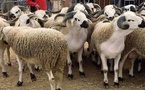 قبل عيد الأضحى.. هذه توقعات أسعار الأغنام واللحوم الحمراء في المغرب