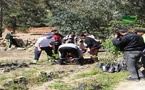 شراكة مغربية هولندية تدعم التشجير بالدريوش.. 800 شتلة لفائدة الفلاحين بـ " إفرني"