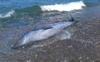 جنوح حوت نادر بسواحل الحسيمة يثير القلق ويعيد طرح تساؤلات بيئية