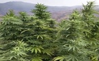 "البلدية" المغربية تجذب الطلب العالمي.. وموسم استثنائي للقنب الطبي في الحسيمة