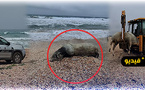 حادث غير مألوف بسواحل الناظور.. جثة عجل تلفظها أمواج أركمان