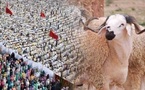 حسابات فلكية ترجّح حلول عيد الأضحى بالمغرب يوم 27 ماي